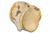 Fossil Mosasaur (Platecarpus) Vertebra - Kansas #382059-1